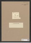 Coscinodiscus sp. (de-Toni-Nr.: Genus 202) Zeichnungen Sammlung Grunow Nr. 8956 (NHMW-BOT-W0378644)